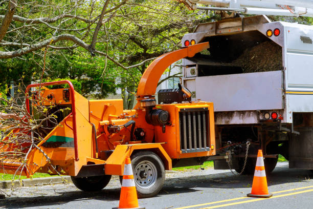 Best Stump Grinding and Removal  in China Spring, TX