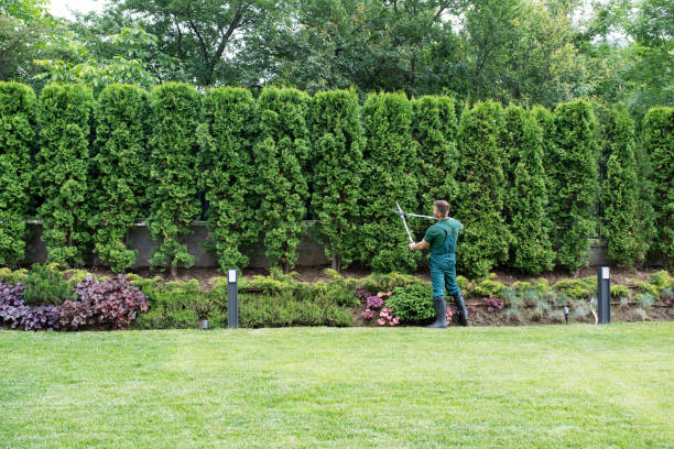 Reliable China Spring, TX Tree Services Solutions