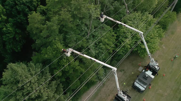 Professional Tree Services in China Spring, TX