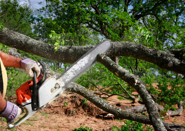 How Our Tree Care Process Works  in  China Spring, TX